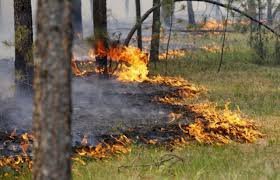 На Ужгородщині ледь не загорівся ліс.