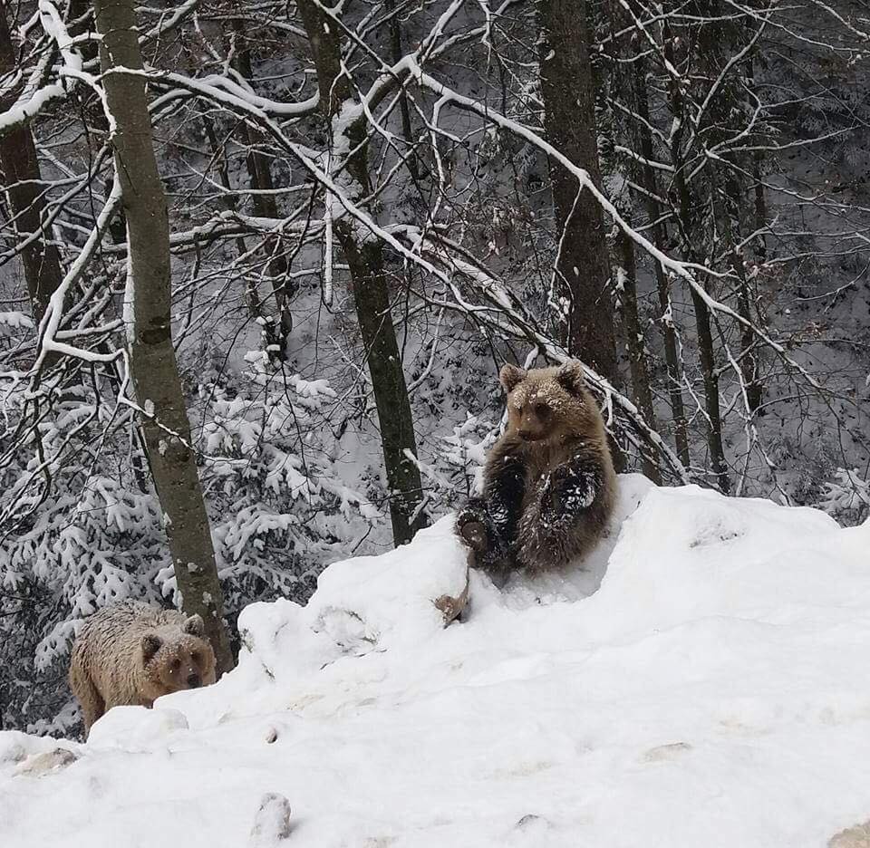 Медведь в сугробе. Медведь зимой. Медведь в заснеженном лесу. Медведь зимой в лесу. Медведь в снегу.