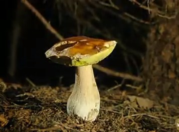 Відео з грибом у лісі знімали впродовж кількох днів.