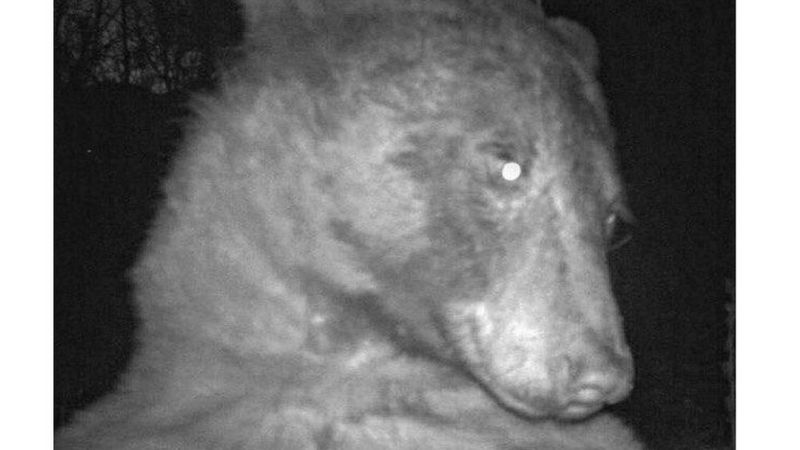 Із 580 знімків, зроблених камерою спостереження у природному парку в Колорадо, понад чотири сотні закарбували одного й того самого чорного ведмедя.