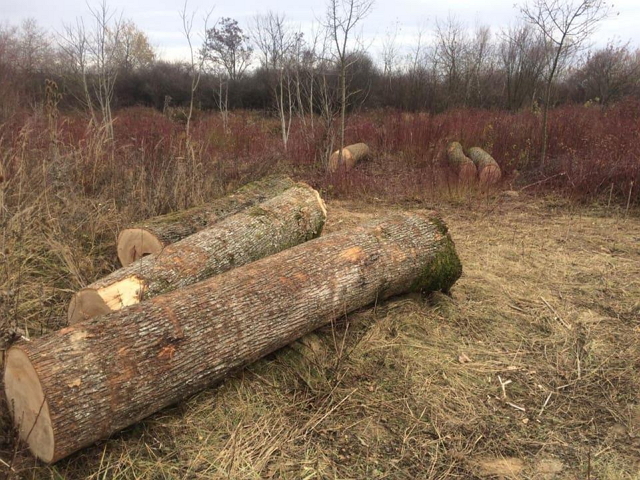 Лісоохоронці під час нічного патрулювання виявили незаконну вирубку лісу в мікрорайоні “Східному” поблизу Ужгорода.