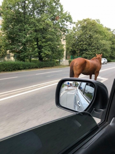 За минулий тиждень у Мукачеві зафіксували 7 випадків випасання коней у не пизначених для цього місцях.

