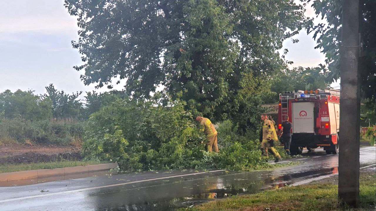 7 деревьев, по предварительной информации, упали сегодня в Ужгороде из-за непогоды.