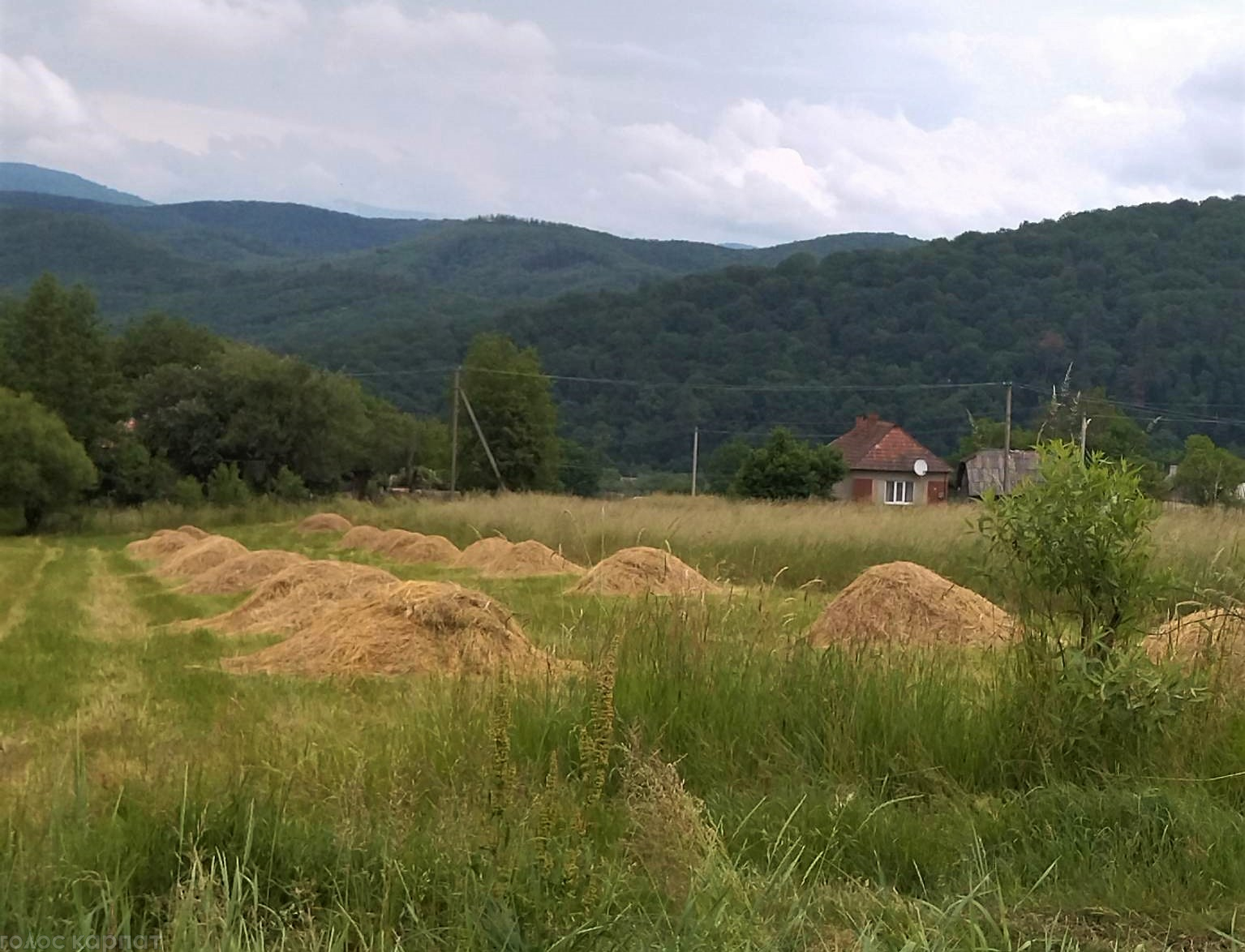 У селах Закарпаття люди "б'ють у всі дзвони": відома причина людської біди (ФОТОФАКТ)