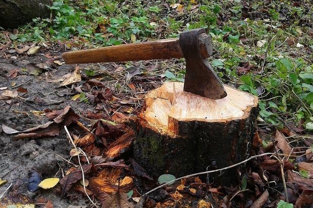 Затримали майстра лісу «Тячівського ЛГ».