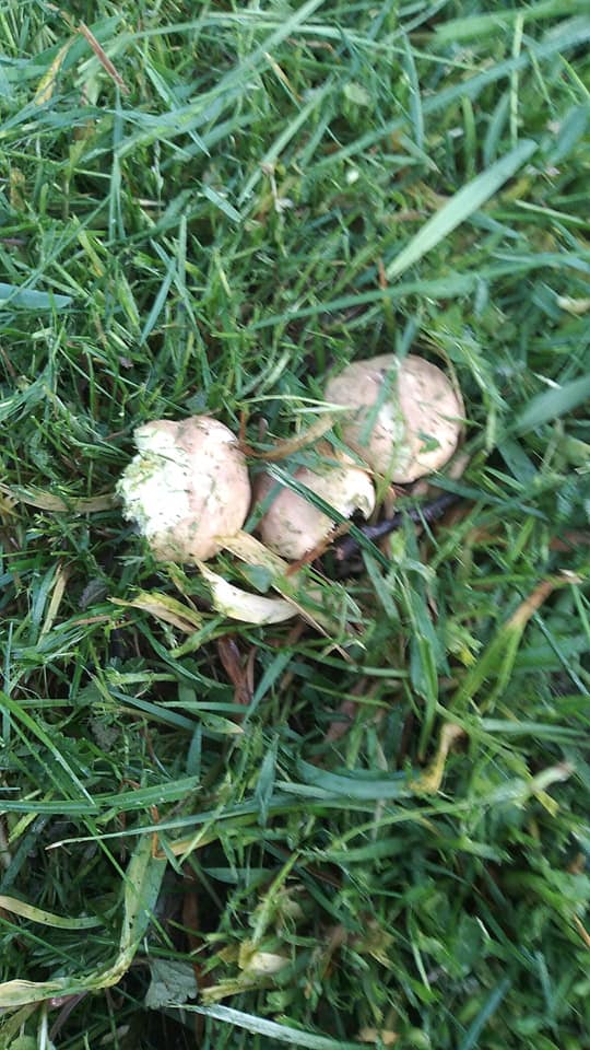 Їстівні весняні гриби виявив у своєму саду мешканець Ужгорода Павло Шаркань.