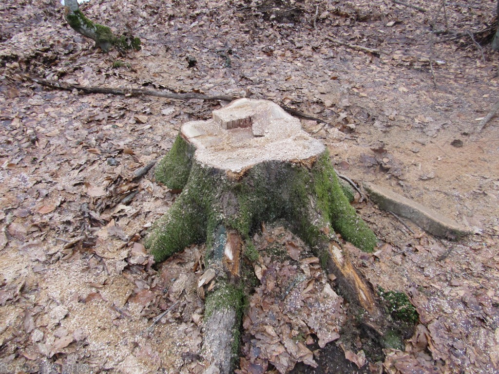 На Рахівщині судитимуть місцевого мешканця, який незаконно зрубав 14 хвойних дерев вартістю понад 300 тисяч