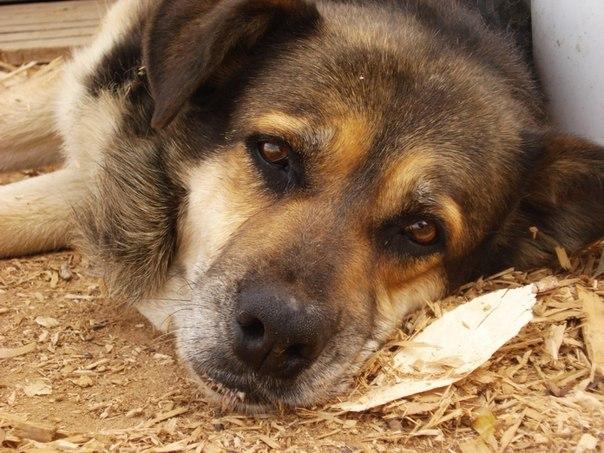 Сьогодні у Виноградові розпочнуть щепити котів і собак  / ВІДЕО