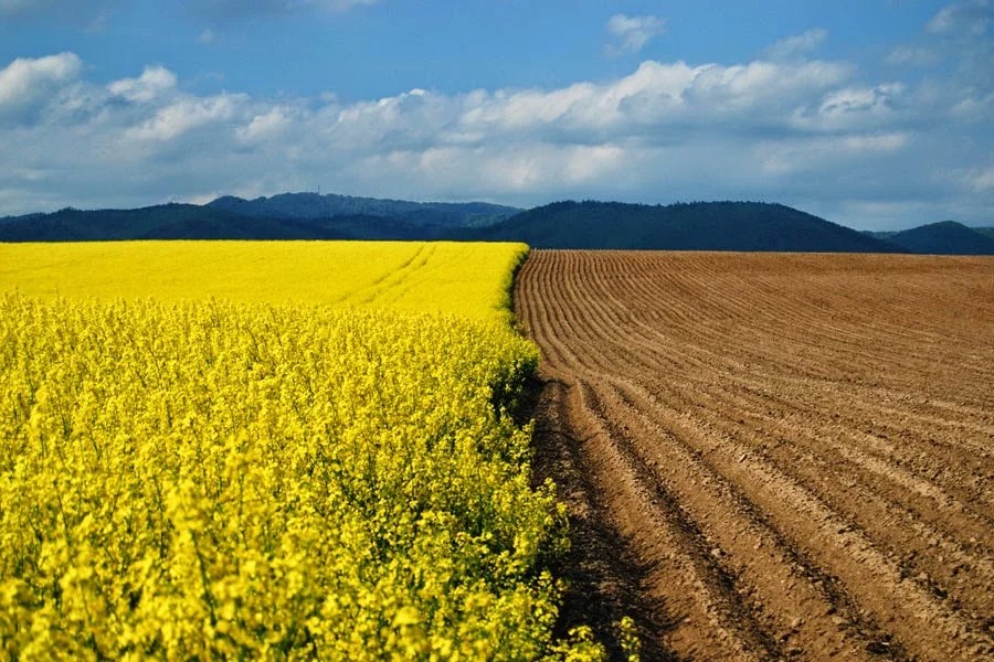 Введення продажу земель сільськогосподарського призначення підтримують 19% українців, 73% - проти цієї ініціативи, 8% - не визначились.