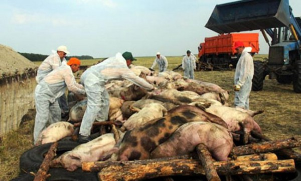 Одна з найбільш небезпечних хвороб сучасності - Африканська чума свиней (АЧС) – зафіксована на Мукачівщині, введено карантин.
