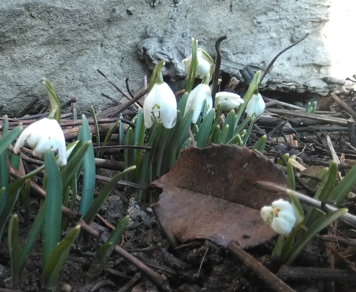 На календаре еще только 15 февраля, а первые предвестники весны – подснежники, пролески, примулы – своими нежными белыми и желтыми лепестками уже радуют перечинців.

