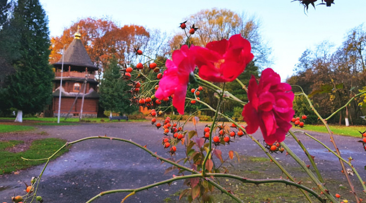 Незважаючи на похолодання в області, в Ужгороді, в Боздоському парку рясно квітнуть троянди.