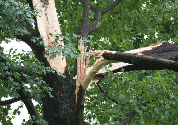 1 августа в Стрыйском парке во Львове во время ветра ветка упала на ребенка в возрасте 6 лет. 