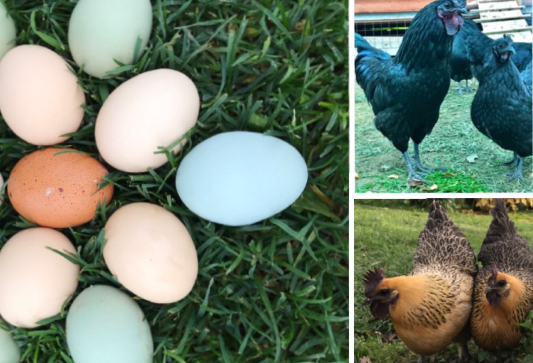 Куры которые несут цветные яйца породы. Куры Доминант с голубым яйцом. Куры несушки голубые яйца. Куры несушие голубые яйца. Куры Харко яйца.