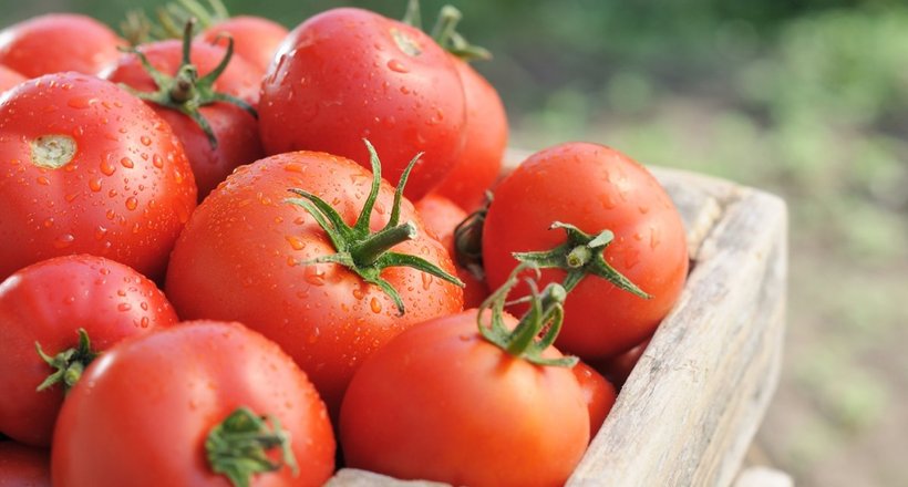 Міністерство сільського та лісового господарства Туреччини прийняло рішення обмежити експорт томатів на період до 14 квітня 2023 року. 