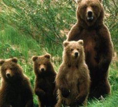 Закарпатські лісівники разом із WWF запускають перший в Україні проект зі збереження ведмедя бурого.