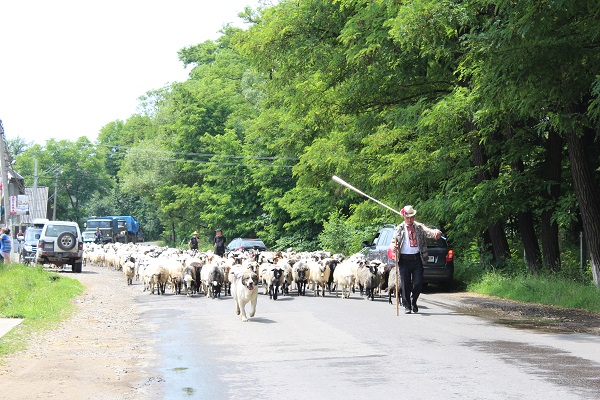 Вчора мешканці гірських сіл району спостерігали колоритний вихід отари овець на полонину Турбат.

