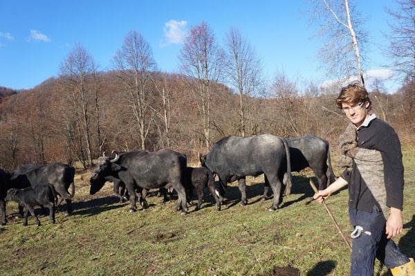 Немец Мишель приехал на Закарпатье семь лет назад как представитель общественной организации «Сохранение агро-биоразнообразия Карпатских гор», имевшая целью возродить популяцию карпатских буйволов. 