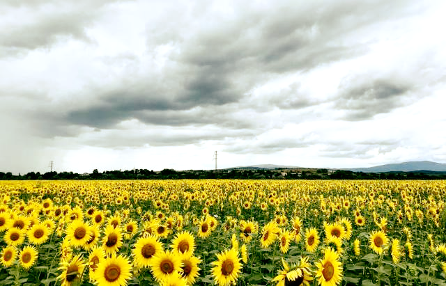 Відразу за селом Ракошино простелилось поле золотих квітів – соняшників.