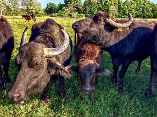 Здавалося, фермерське господарство «Карпатський буйвіл» уже звикло до несподіваних гостей і туристів. Але цього разу їх чекав справжній шок.