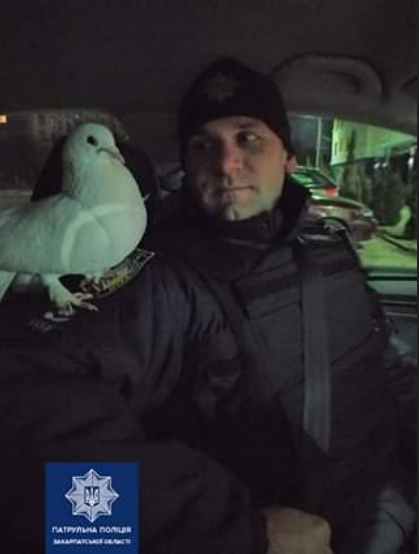 Вчора вночі екіпаж патрульних помітив посеред дороги ось такого красеня — породистого голуба павліна.