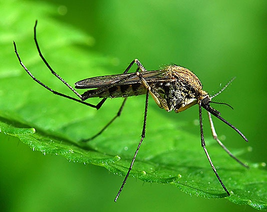 Ученые из Эстонского университета естественных наук, Университета Турку и Университета Сан-Паулу открыли не известные ранее виды комаров.