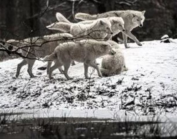 В селе Синевер в Закарпатье стая волков порезала почти 50 овец. За прошедшую неделю они уже пять раз штурмовали дома местных жителей.