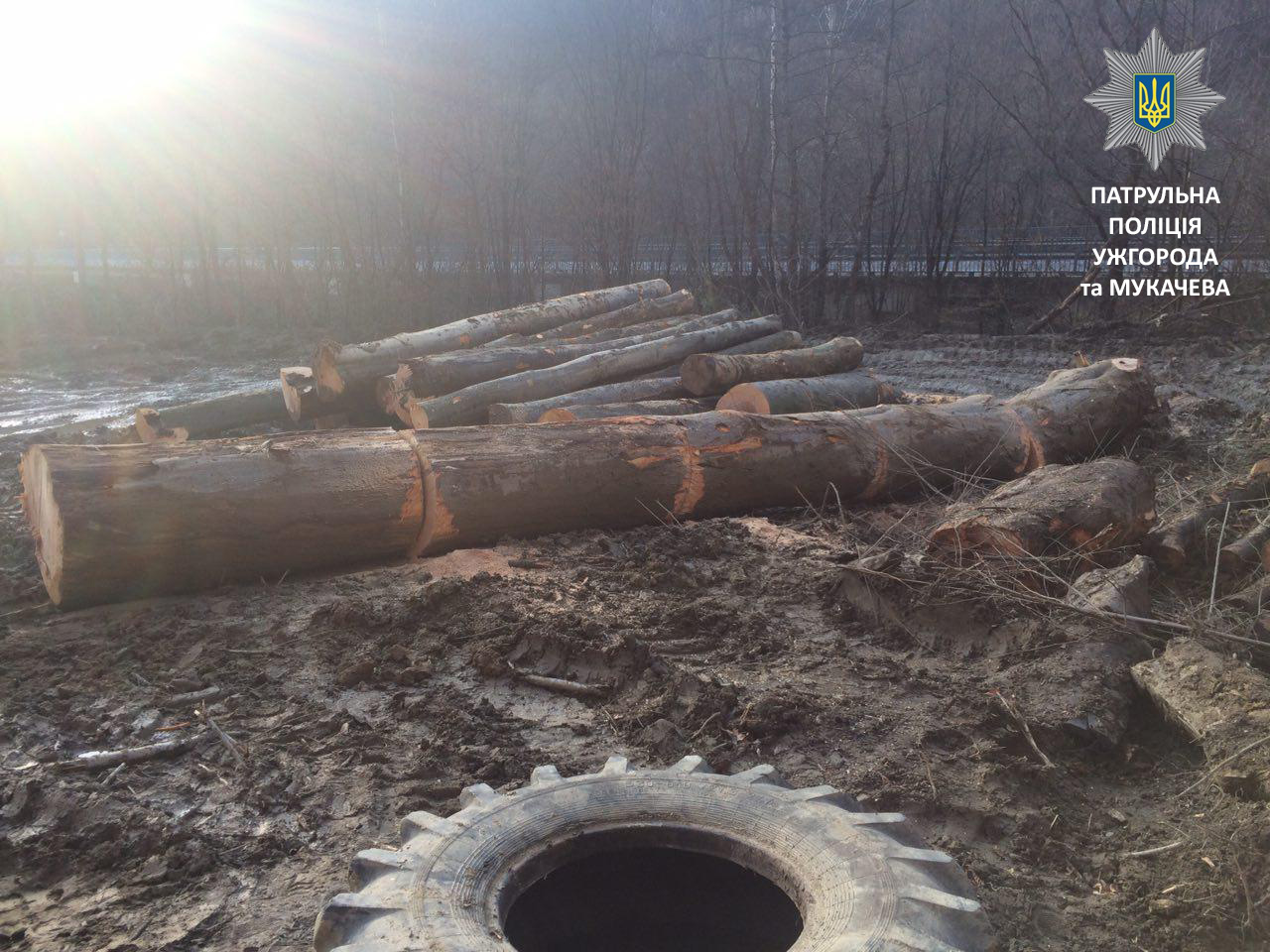 26 ноября около 2 часов дня мукачевские патрульные получили сообщение о незаконной вырубке леса на автодороге Киев-Чоп.