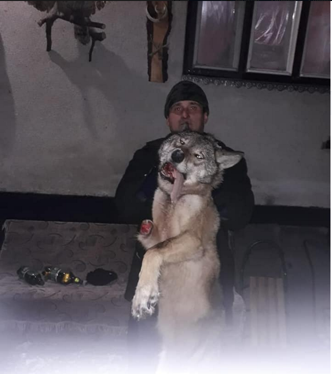 У соцмережі Фейсбук з′явилися фото вбитого вовка. 