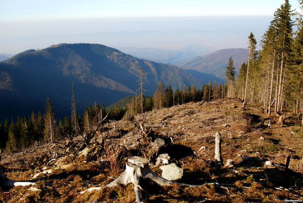 На Закарпатье начала работу комиссия по проверке законности рубок, выявленных по данным пилотного проекта - интерактивной карты вырубки лесов.