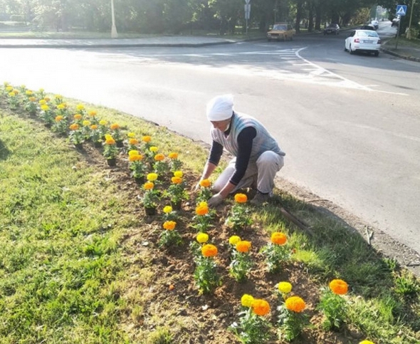 Чорнобривці висаджують на площах Дружби Народів та Георгія Кірпи, поливають рослини по місту.