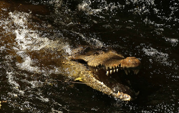 Рептилія схопила чоловіка за пах у той момент, коли він лагодив підводну трубу. Тіло водолаза виявили в пащі крокодила.