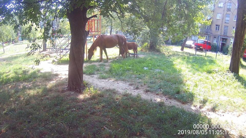 5 серпня 2019 року о 10 год 17 хв на телефон цілодобової гарячої лінії Управління муніципальної інспекції м. Мукачево надійшов телефонний дзвінок від жителя міста.