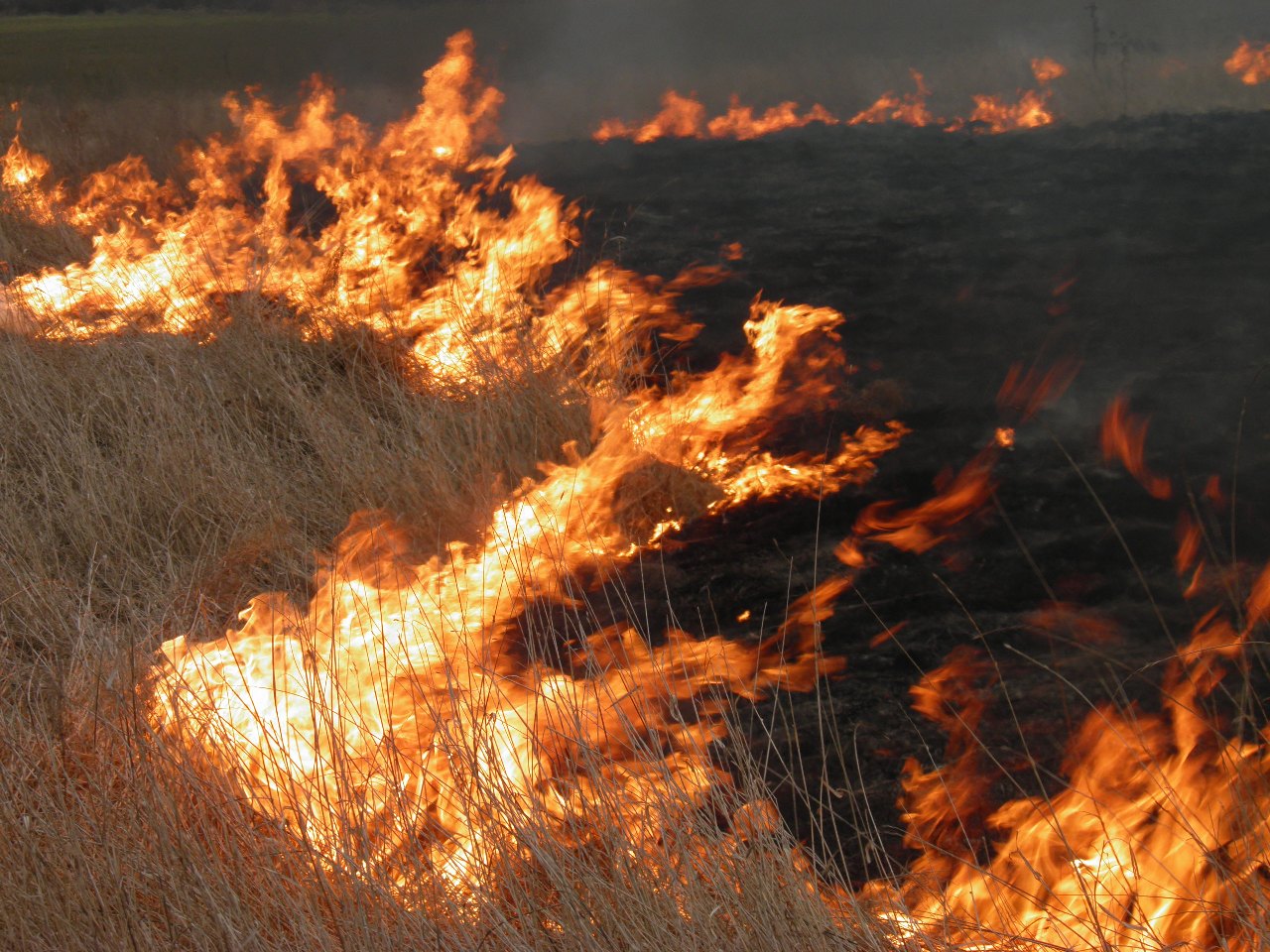 5 августа в послеобеденное время сотрудниками ГСЧС области, были зафиксированы сообщения о случаях самопроизвольного возгорания сухой травы, кустарников и мусора на открытой территории.