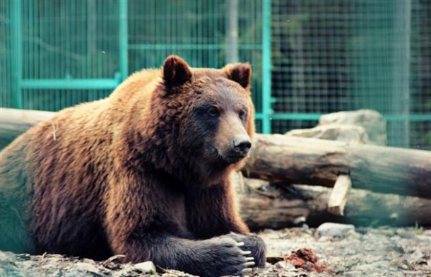 В Межгорье проходят реабилитацию 16 бурых медведей со всей Украины.