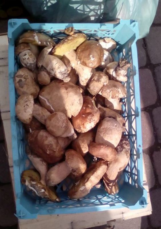 На ринках Ужгорода продають перші весняні білі гриби. Правлять по сто гривень за кілограм. Дари лісу користуються в покупців попитом – ароматні і чисті, не червиві.
