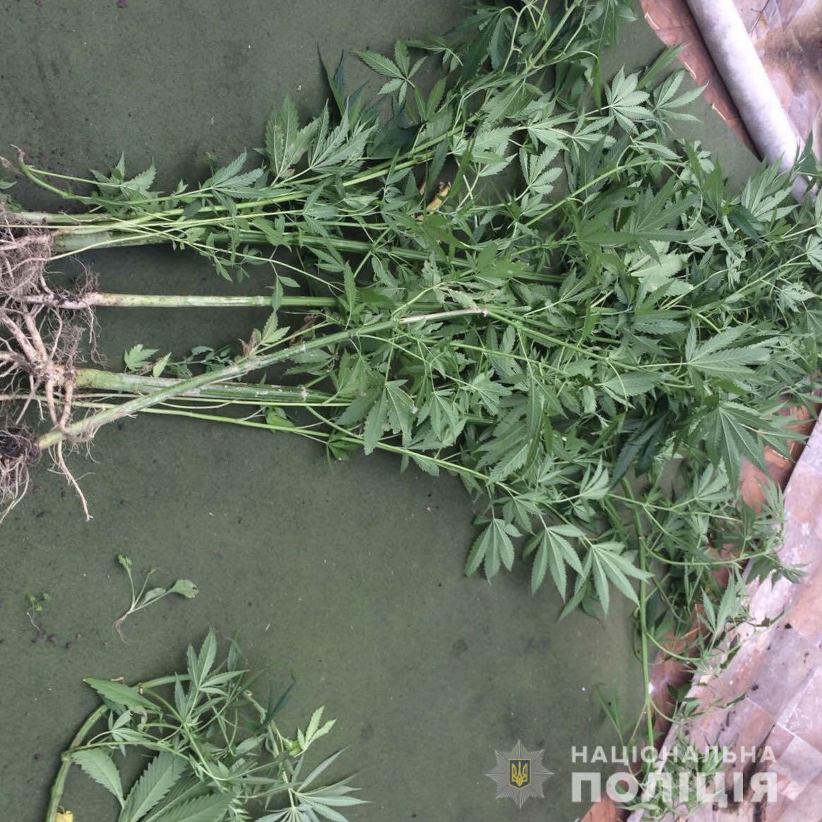 На присадибній ділянці, біля власного будинку, мешканець Мукачева вирощував рослини коноплі.