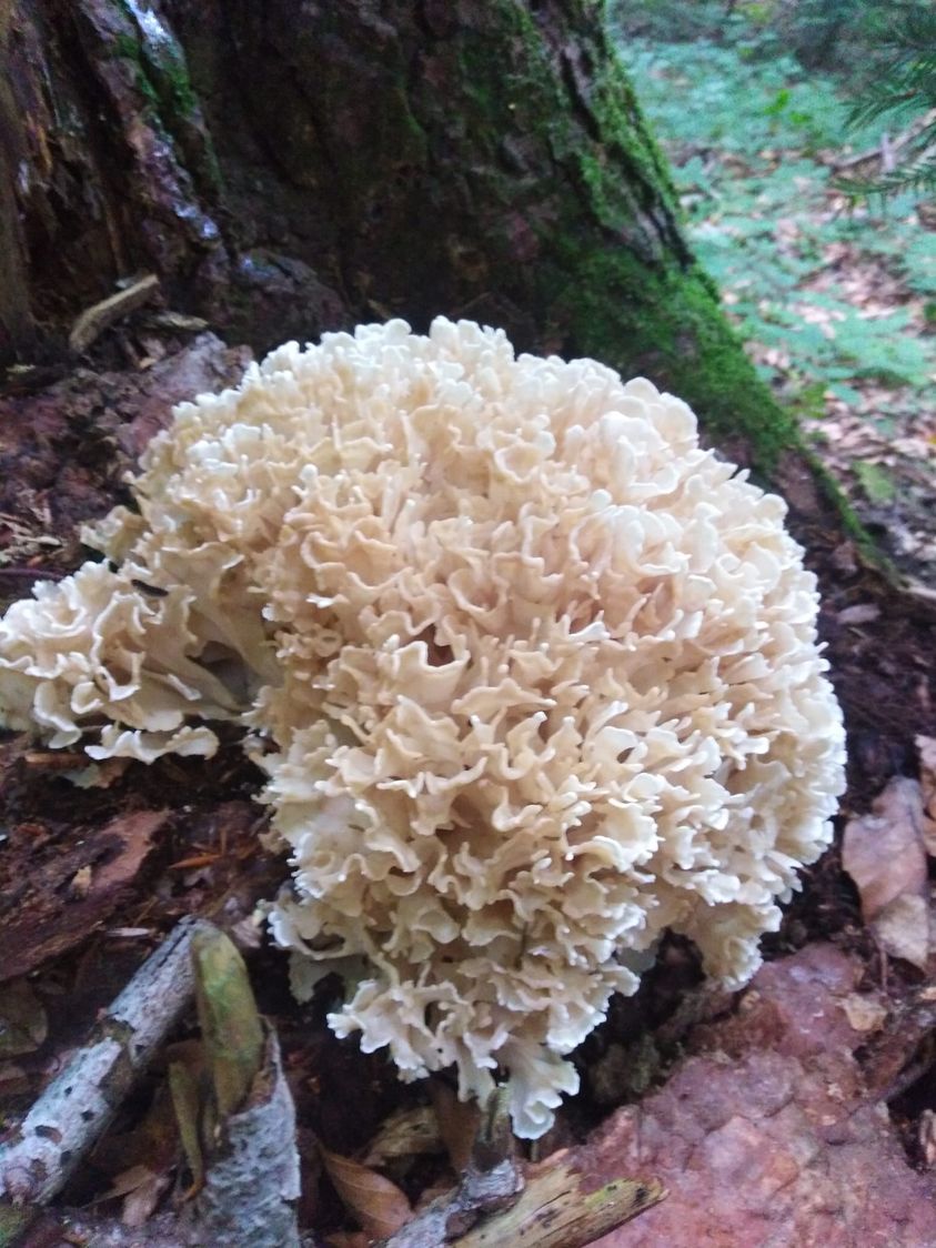 Интересный и необычный гриб был найден в Закарпатье.