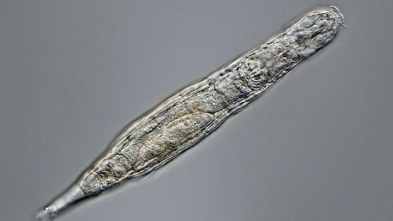 Мікроскопічна багатоклітинна тварина повернулася до життя після 24 тисяч років у вічній мерзлоті Сибіру.

