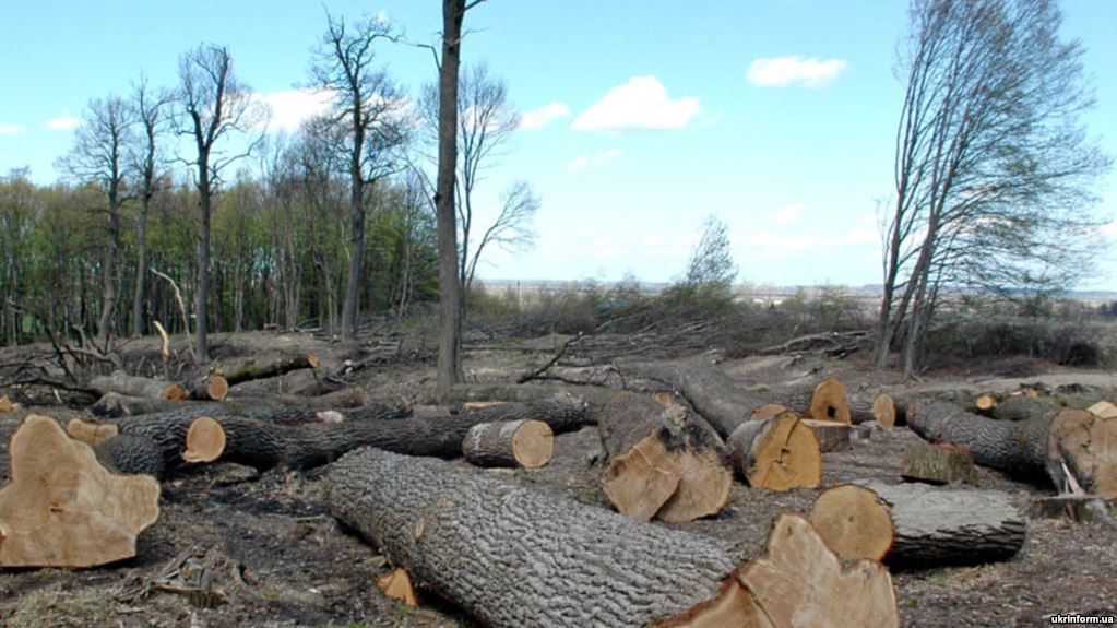 Вирубали понад 70 різних дерев: рахівчанину оголошено про підозру у незаконній вирубці лісу.