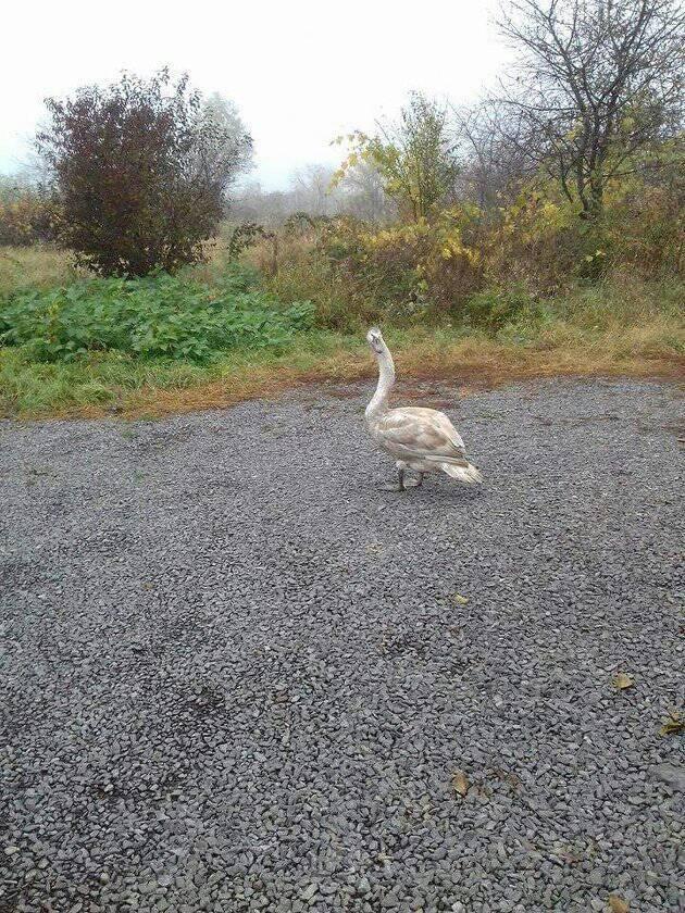 В Ужгороді помітили молодого лебедя, який прийшов на подвір'я до людей у пошуках їжі.

