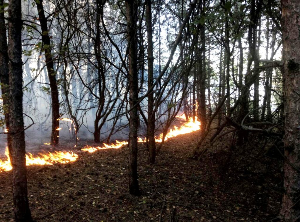 Пожаром уничтожено молодой лес на территории НПП 