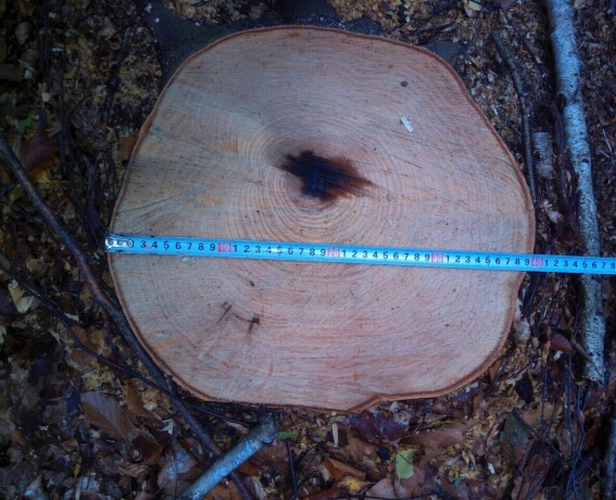 Житель с.Люта Великоберезнянского района незаконно срубил в лесу шесть деревьев. Полиция изъяла от него вещественные доказательства.