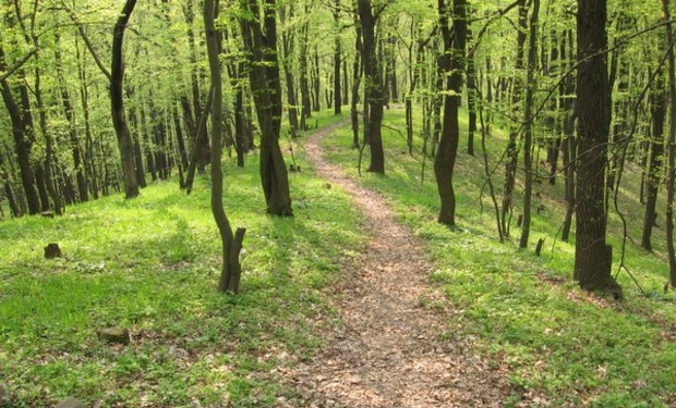 На Іршавщині поліція розшукала неповнолітнього хлопця, який заблукав у лісі.