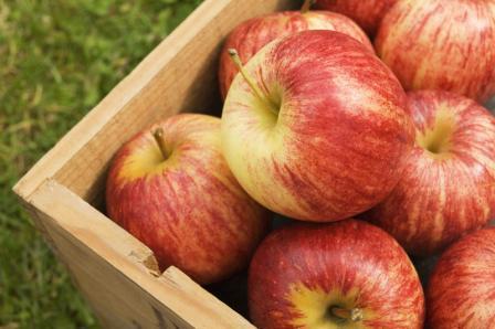 На сегодняшний день в Украине только 2 хозяйства по производству яблок прошли сертификацию по стандарту Global GAP.