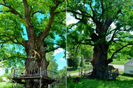 Дуб-чемпіон, дідо-дуб, золота тополя та інші: понад 10 найстаріших дерев України ростуть на Закарпатті.
