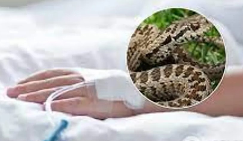 Сьогодні, близько 17:00 години, у реанімаційне відділення Виноградівської районної лікарні доправили дівчинку, яку вкусила змія.