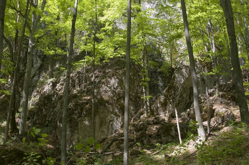 Воспетая в легендах, окутана тайнами древняя пещера Молочный Камень в настоящее время входит в состав Карпатского биосферного заповедника. 