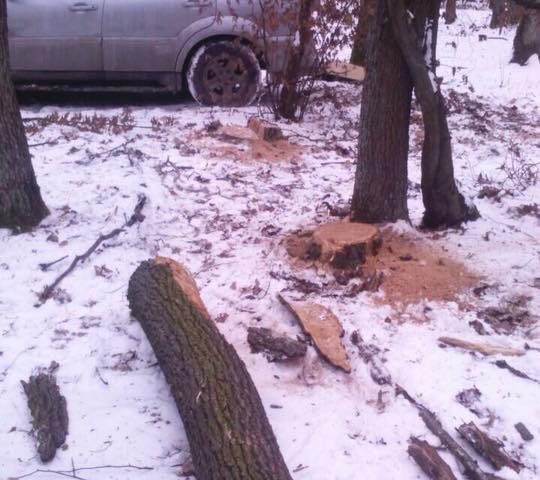 Працівники державної лісової охорони завдяки повідомленню громадських активістів припинили вирубку дерев в мікрорайоні «Шахта».