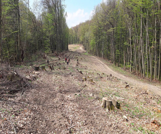 На основании лесорубных билетов на территории трех районов вырублено и присвоено более 2,5 тысяч м3 лісодеревини.Государству нанесен ущерб на миллионы гривен. Открыто уголовное производство.